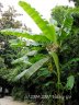 Nikitsky Botanic Garden7.jpg - 